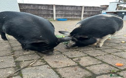 Pig livestock for sale: Kune Kune Pigs for Sale - Image 1
