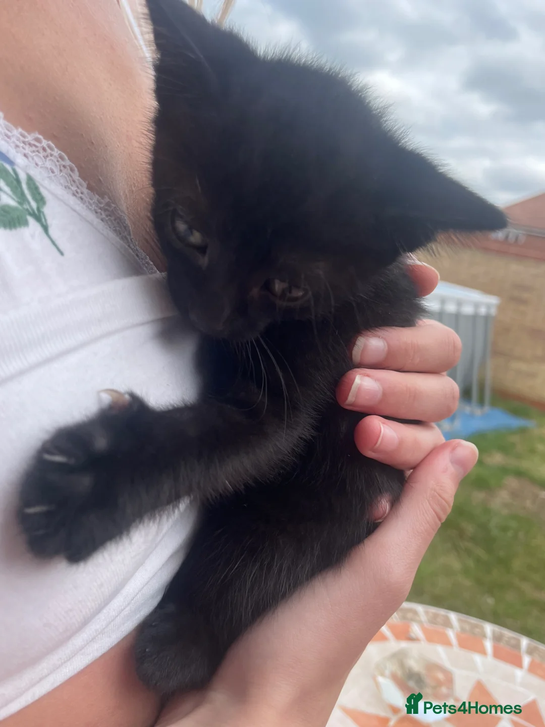 Mixed Breed cats for sale: 4 male kittens  in Witham - Advert 12