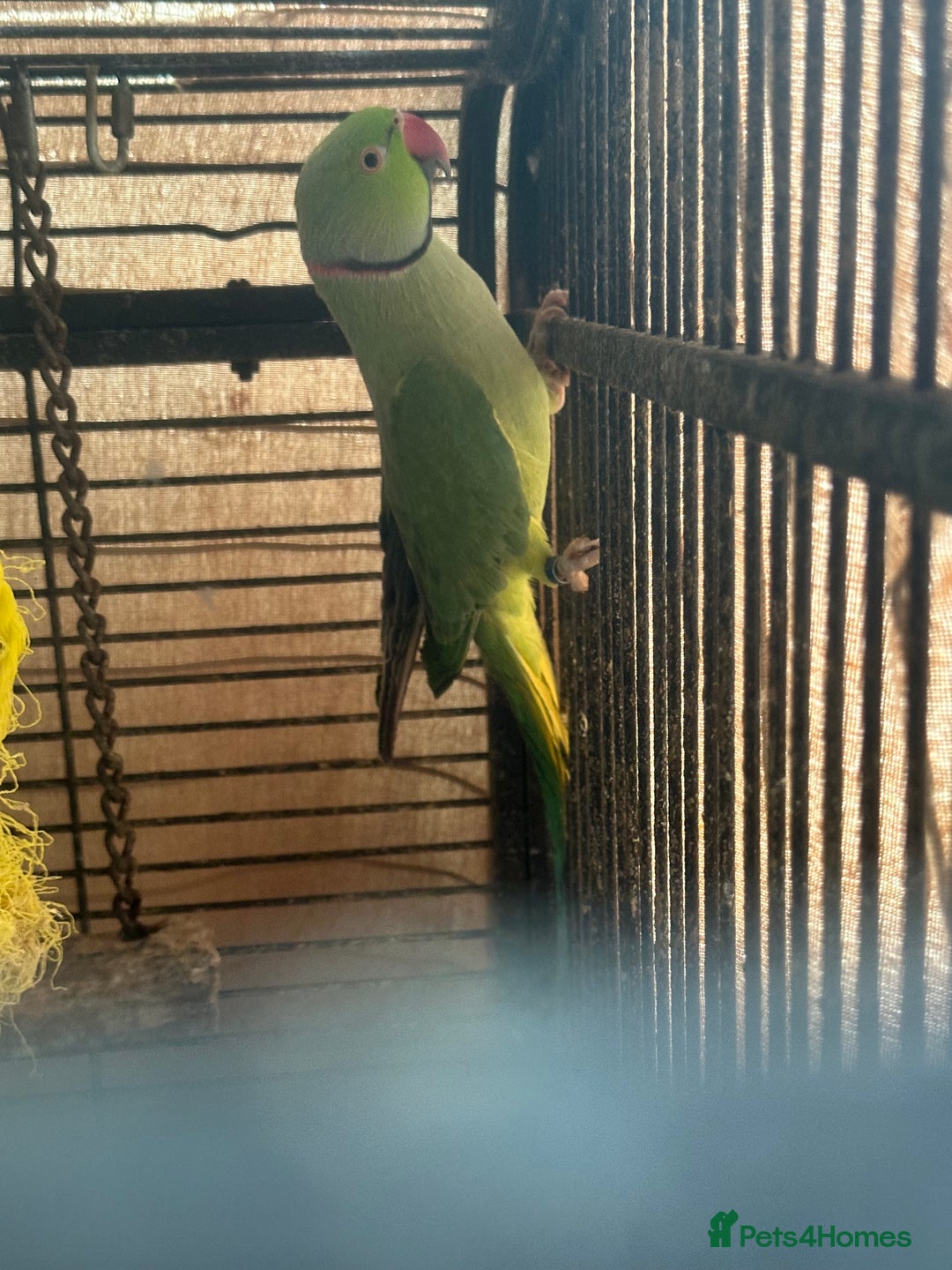 Parrots birds for sale: Indian ring neck males  - Image 3