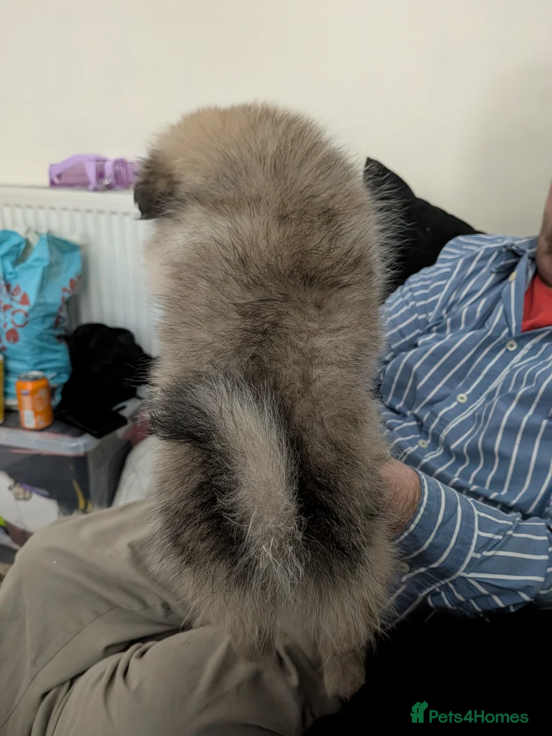 Mixed Breed dogs for sale: Beautiful Pomeranian cross  - Advert 3