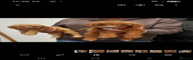 Cavapoo 4