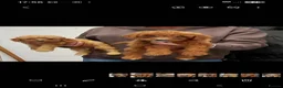 Cavapoo dogs for sale: F2 cavapoo puppies  - Advert 3