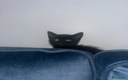 British Longhair cats for sale: 2 black and white kitten - Image 6