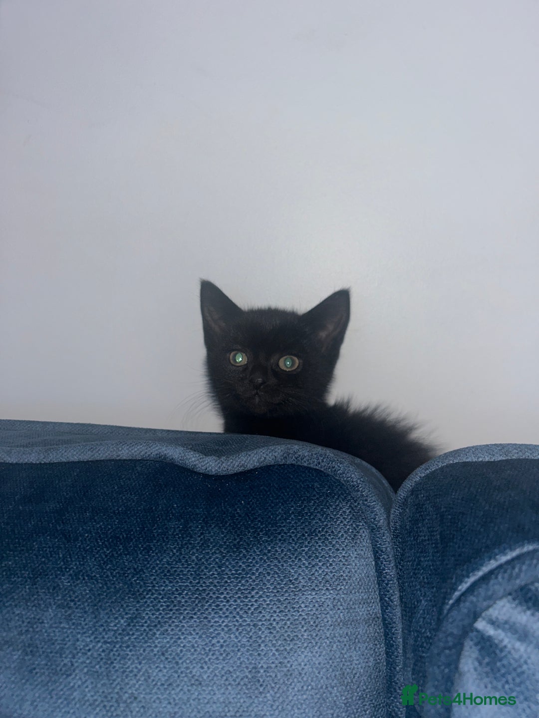 British Longhair cats for sale: 2 black and white kitten - Image 6