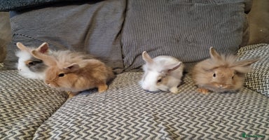 Lionhead rabbits - Advert 2