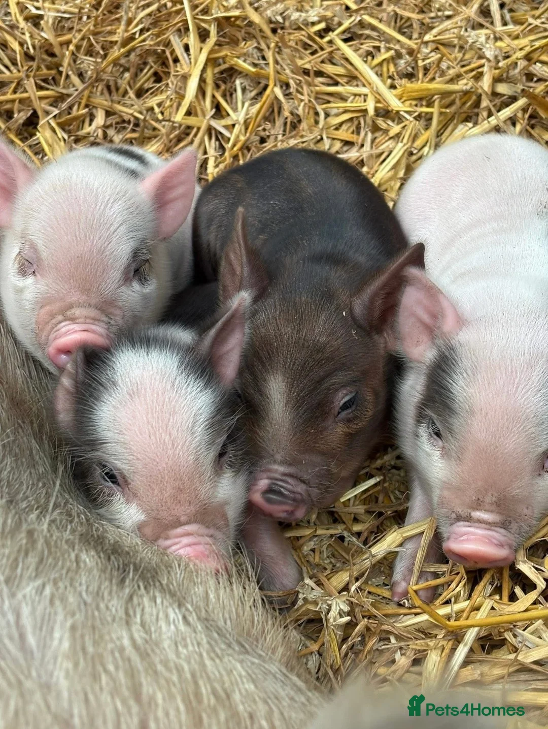 Pig livestock for sale: juliana piglets  - Advert 1