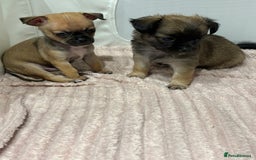 Chihuahua dogs for sale: Chihuahua Pup for Sale - Image 2