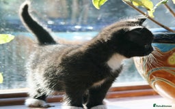 Exotic cats for sale: Exotic cross kittens - Advert 9