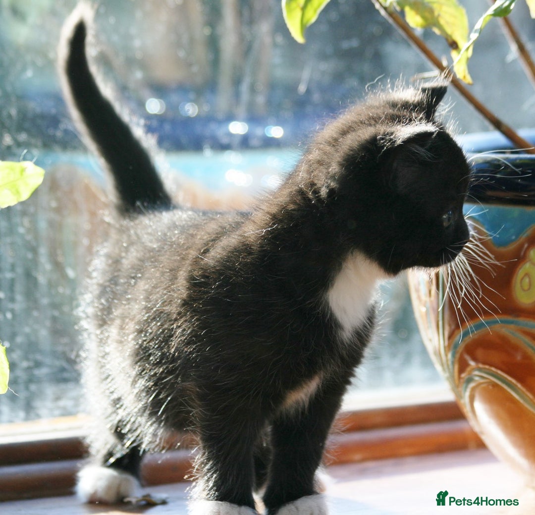 Exotic cats for sale: Exotic cross kittens - Advert 9