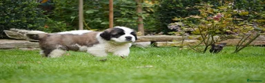 Saint Bernard 2