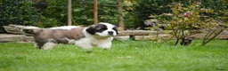 Saint Bernard dogs for sale: Outstanding St Bernard puppies for sale  - Advert 11