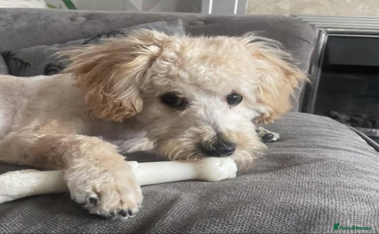 Poochon dogs - Advert 10