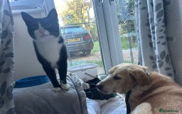 Labrador Retriever dogs for adoption: Rupert - Norwich Norfolk  - Image 6