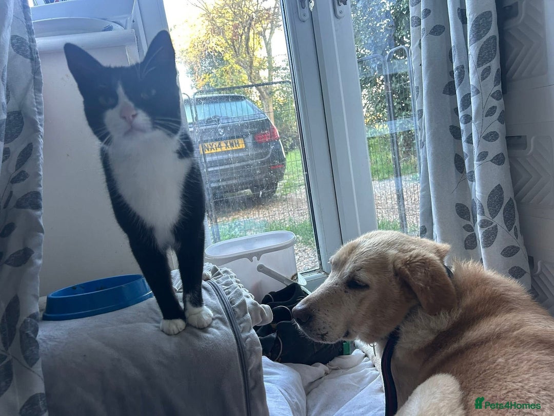 Labrador Retriever dogs for adoption: Rupert - Norwich Norfolk  - Image 6