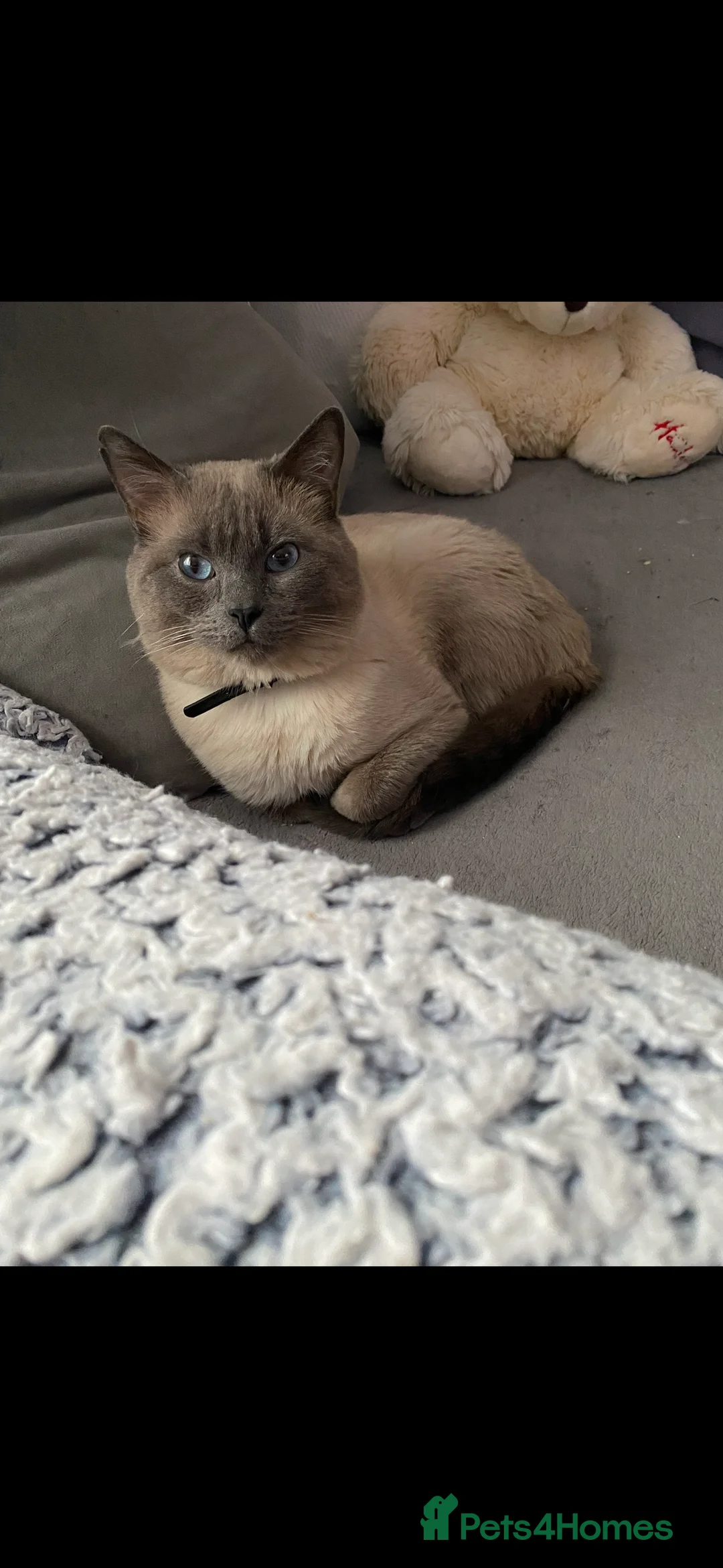 Mixed Breed cats for adoption: Beautiful Ragdoll x Bsh male  - Advert 2