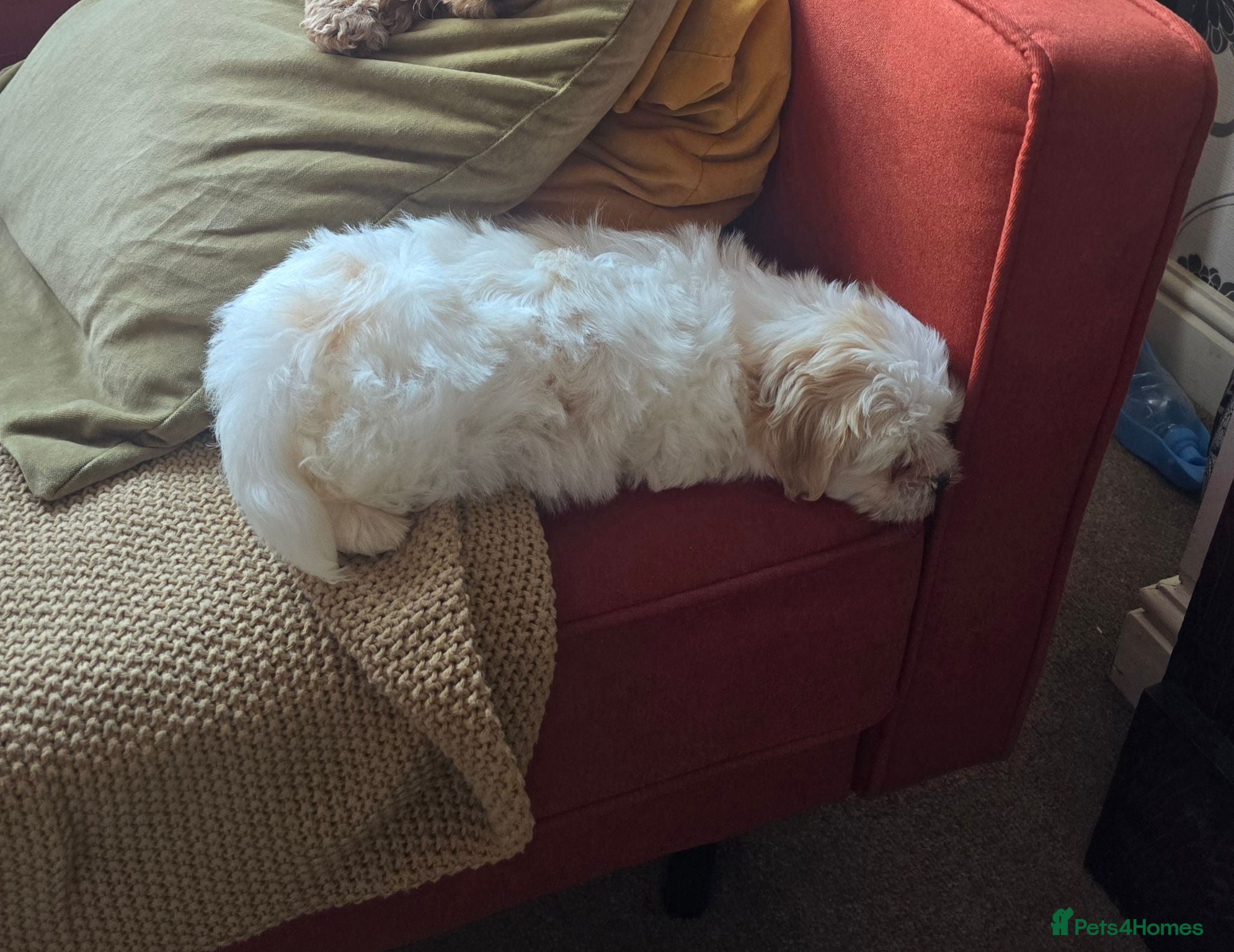 Cavapoo dogs Adorable Boy available  - Advert 17