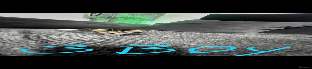 Mixed Breed Kitten 1