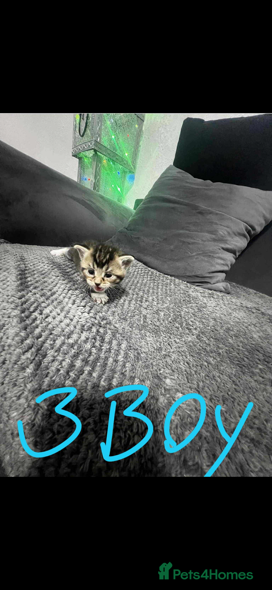 Mixed Breed cats for sale: BEAUTIFUL KITTENS  - Advert 4