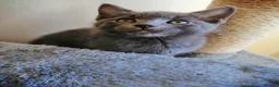 Russian Blue cats for sale: Kitten - Advert 6