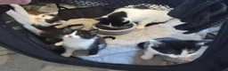 Mixed Breed cats for sale: Gorgeous mixed Breed kittens  - Advert 2