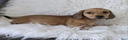 Miniature Dachshund dogs for sale: KC reg, 5* Breeder. BOYS ONLY  - Advert 10
