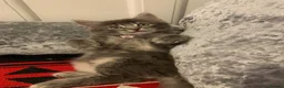 Mixed Breed cats for sale: Beautiful kittens looking for loving home in Enfield - Advert 9