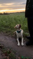 Labrador Retriever dogs - Advert 13