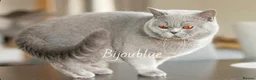 British Shorthair cats for stud: Blue Polish Import For Stud - Advert 2