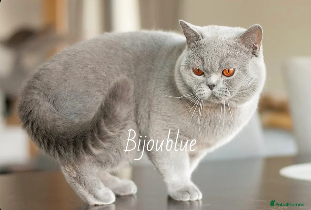 British Shorthair cats for stud: Blue Polish Import For Stud - Advert 2