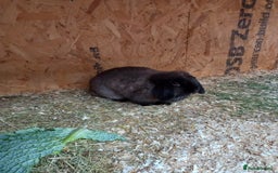 Mini Lop rabbits for sale: Mini lop baby - Image 7