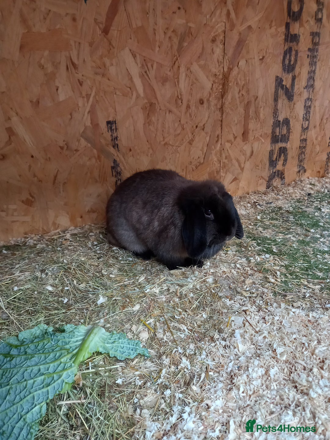Mini Lop rabbits for sale: Mini lop baby - Image 7