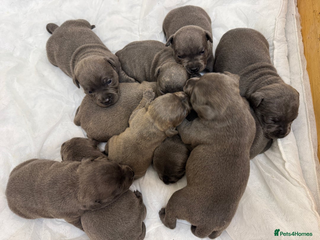 Staffordshire Bull Terrier dogs for sale: KC & DNA tested Staffordshire Bull Terrier Puppies - Advert 12