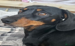 Miniature Dachshund dogs for sale: Miniature Dachshund Puppies   in Pontefract - Image 19