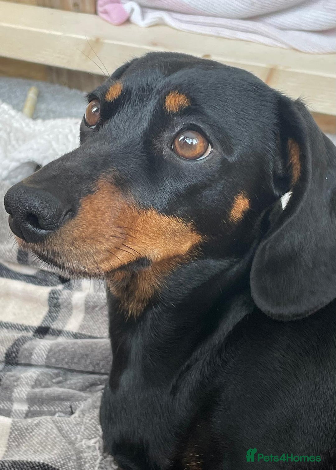 Miniature Dachshund dogs for sale: Miniature Dachshund Puppies   in Pontefract - Image 19