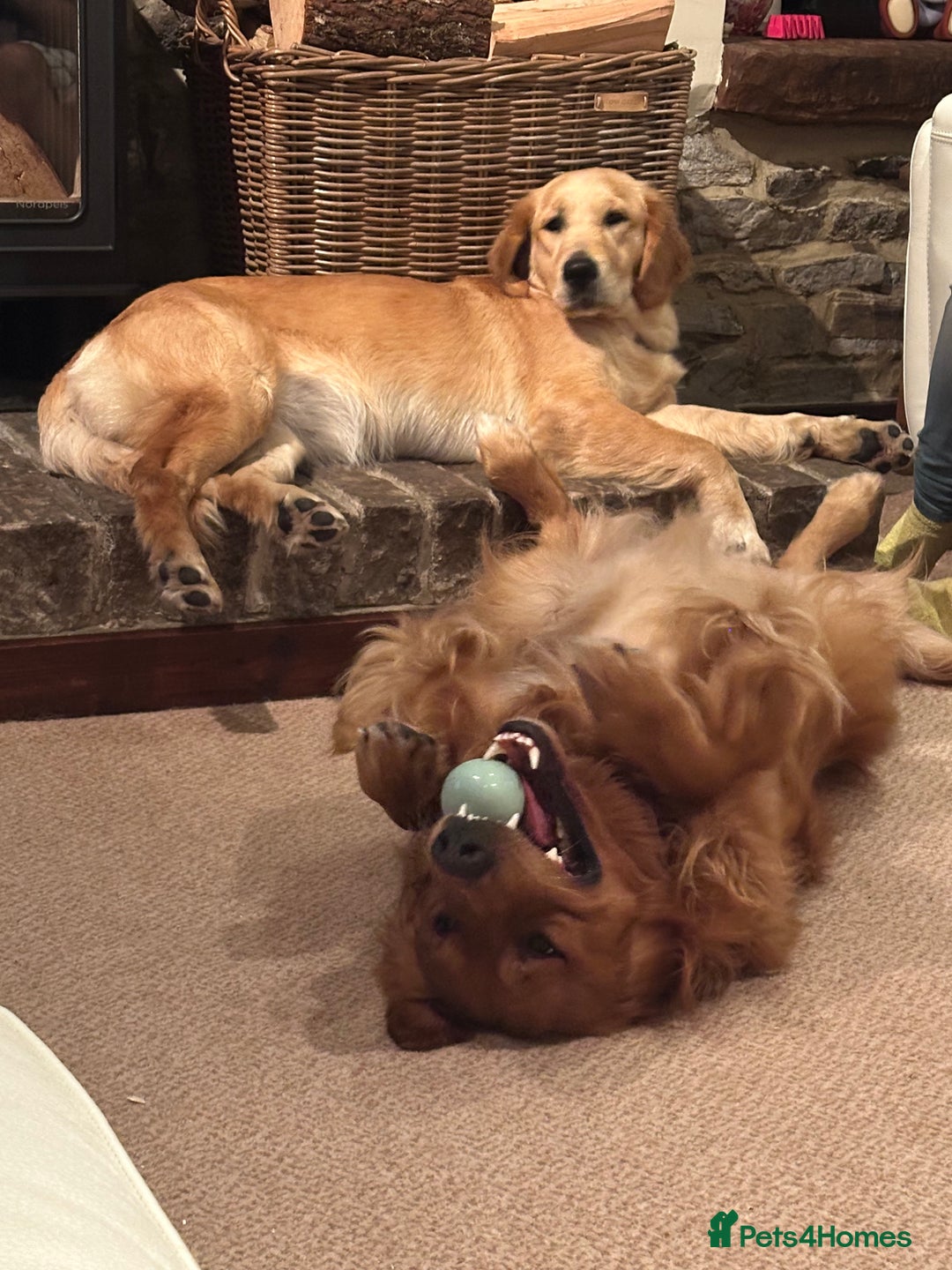 Golden Retriever dogs for stud: Handsome, Proven Fully health tested   DNA clear  - Advert 13