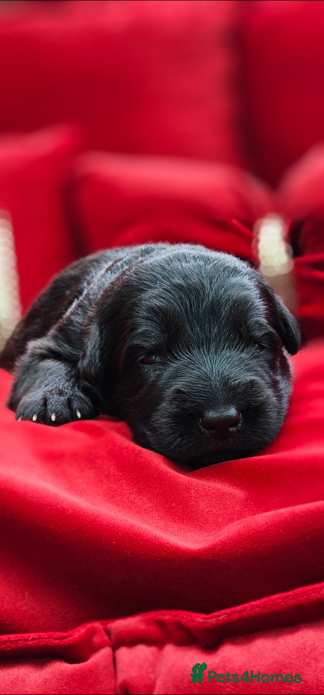German Shepherd dogs for sale: BOTH PARENTS ARE ALL DNA TESTS CLEAR  - Image 5