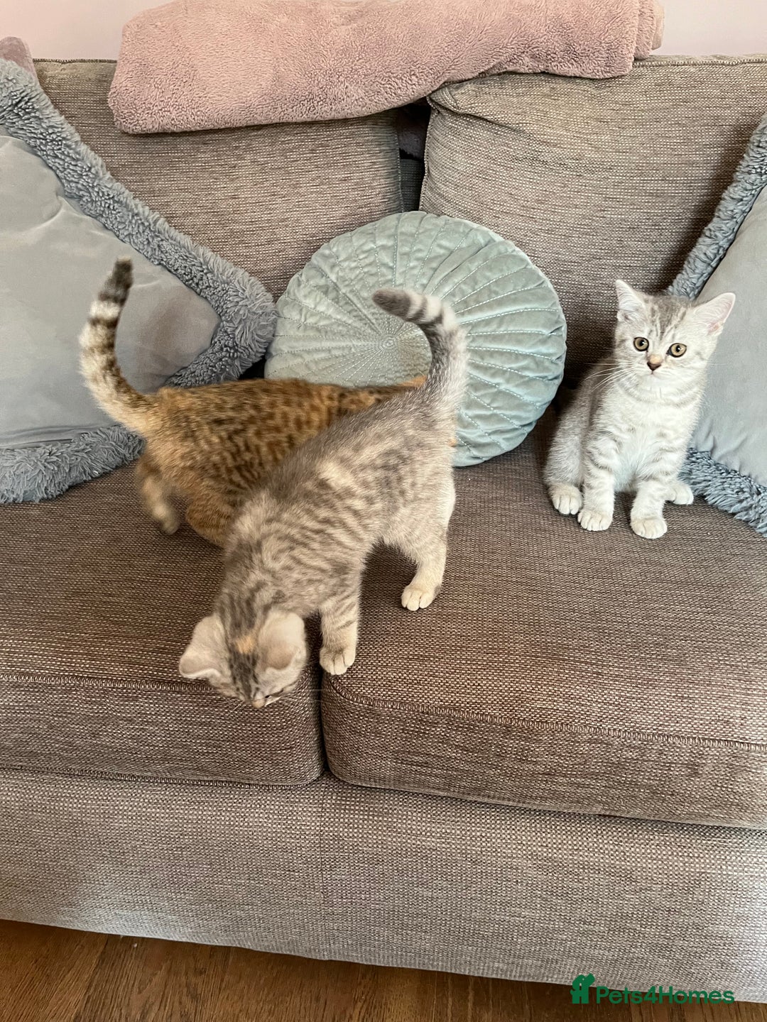 British Shorthair cats for sale: British Shorthair Kittens  - Image 9
