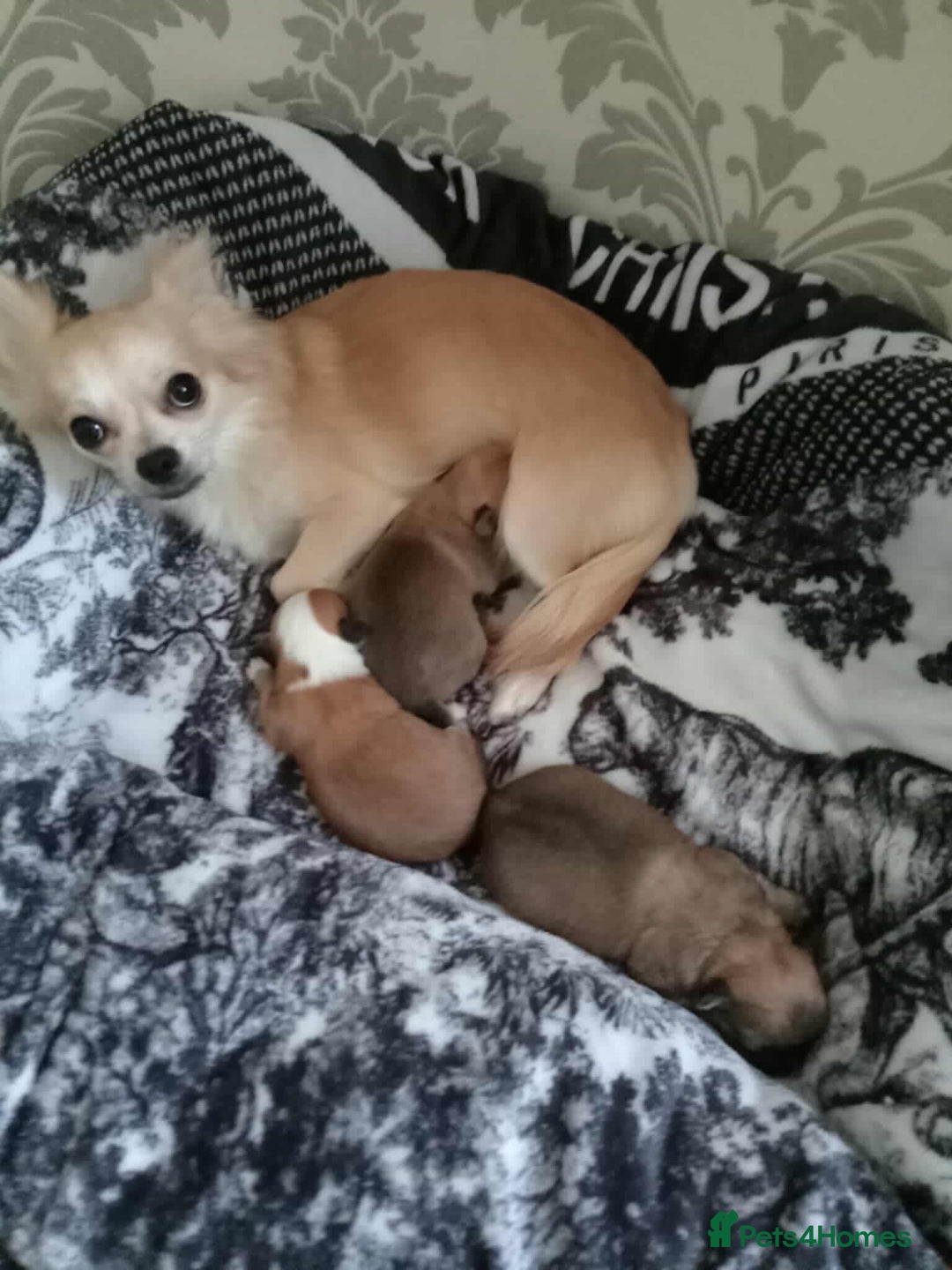 Chihuahua dogs for sale: Little boy Chihuahua - Image 2