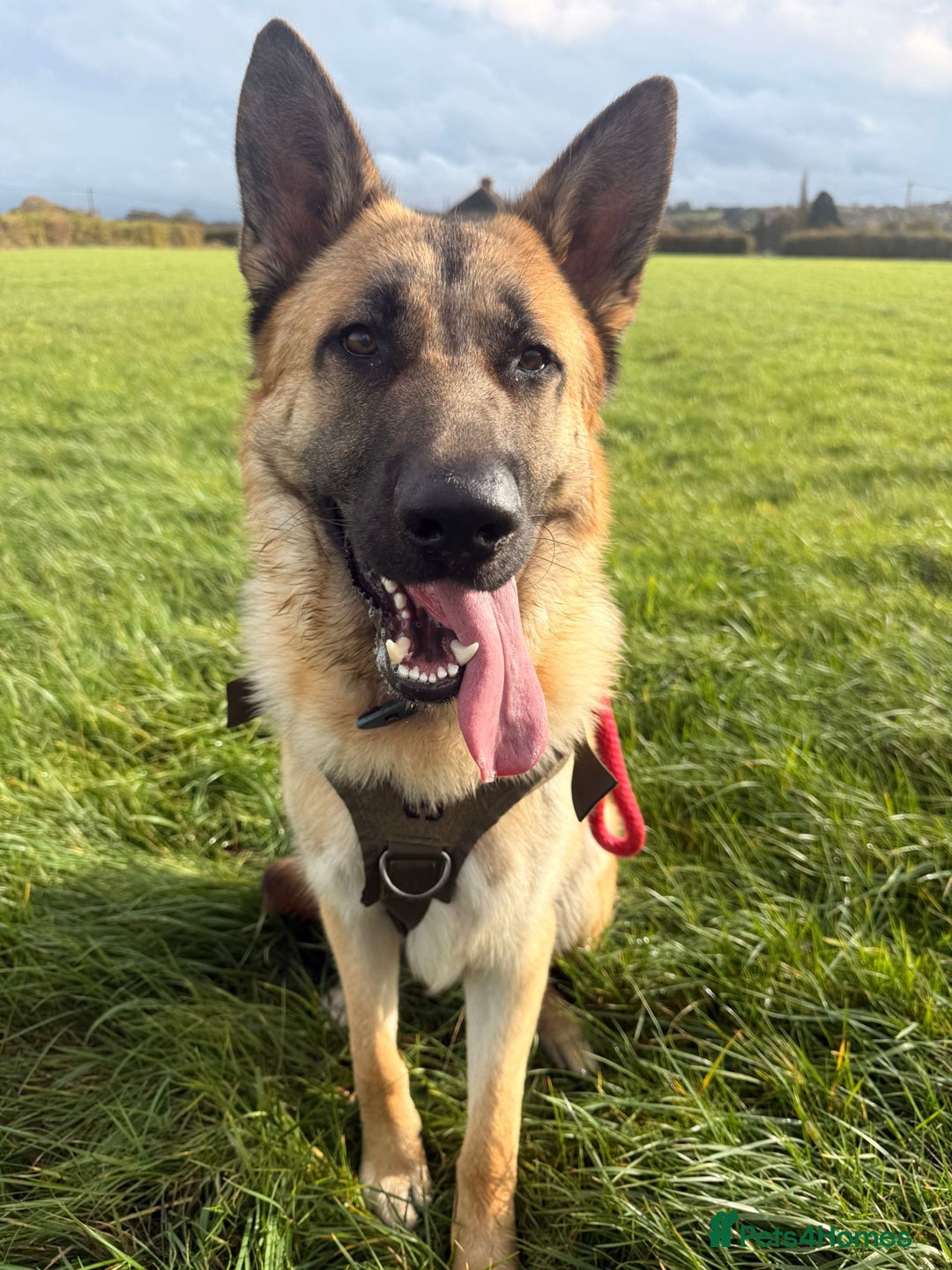 German Shepherd dogs for sale: German shepherd For Sale - Advert 4