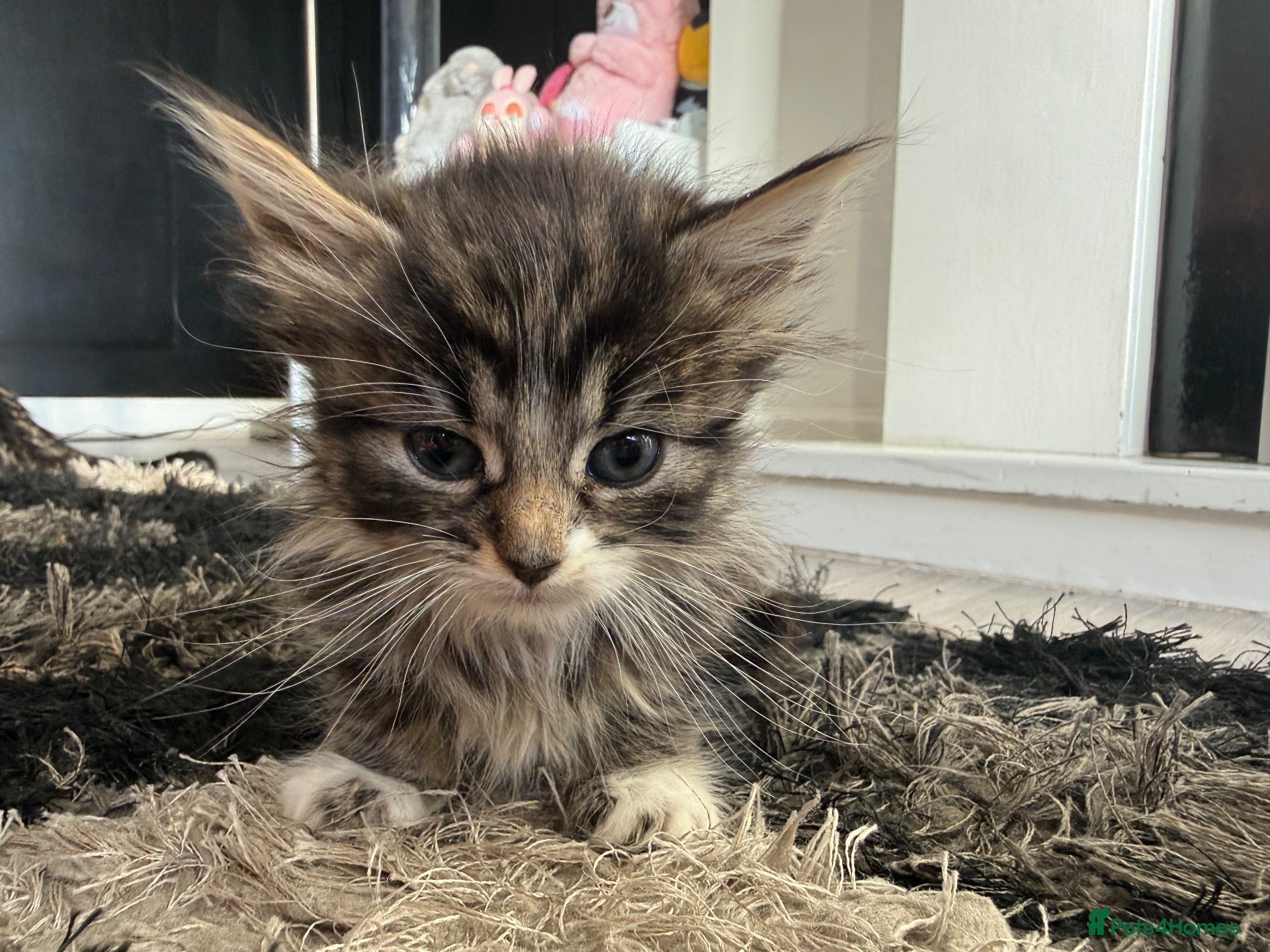 Mixed Breed cats ✨🐾 GORGEOUS KITTENS LOOKING FOR A FOREVER HOME - Advert 2