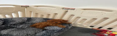 Cavapoo Puppy 4