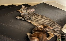 Mixed Breed cats for sale: Beautiful kittens ready for loving new homes.  - Image 23