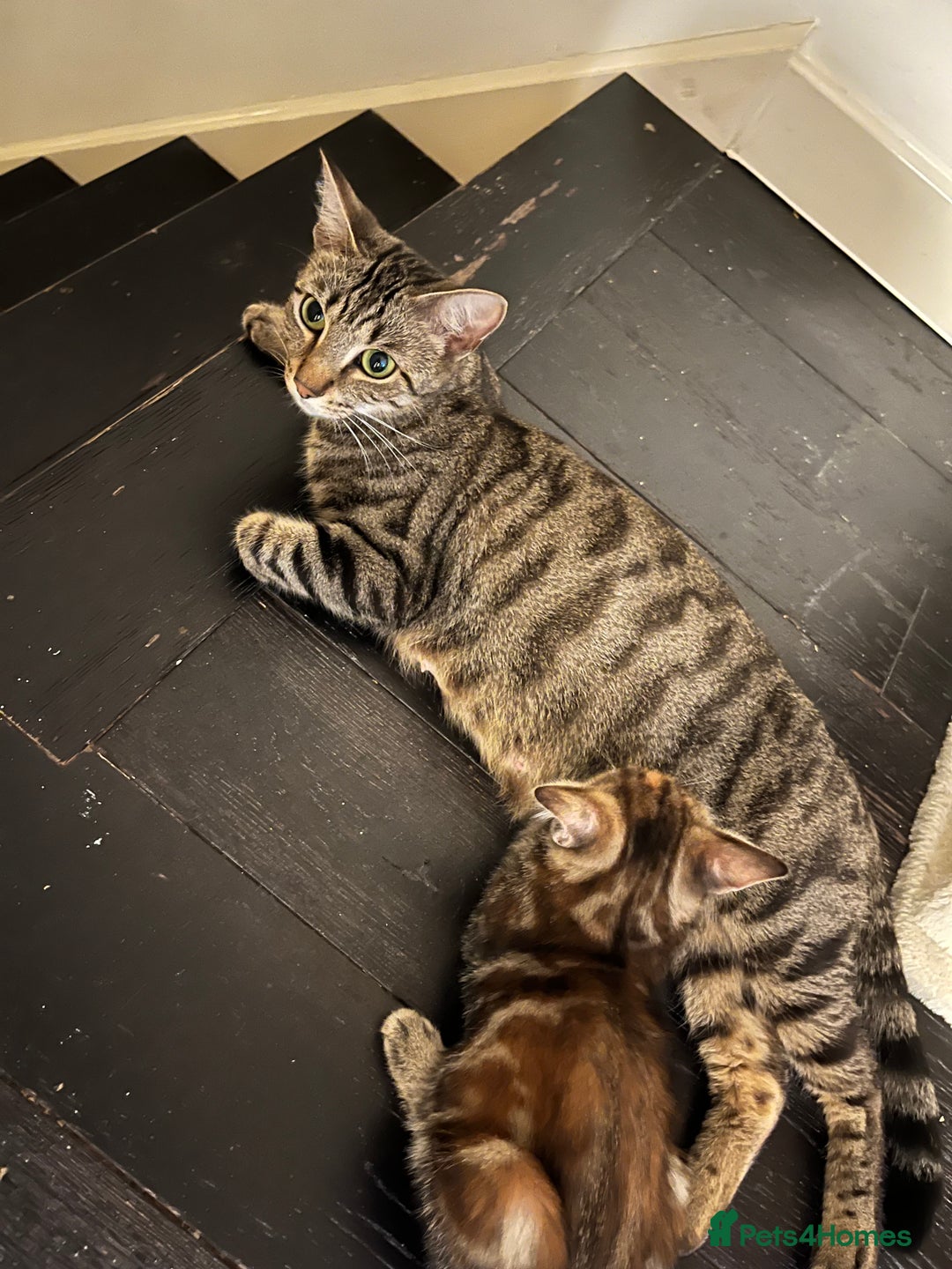 Mixed Breed cats for sale: Beautiful kittens ready for loving new homes.  - Image 23