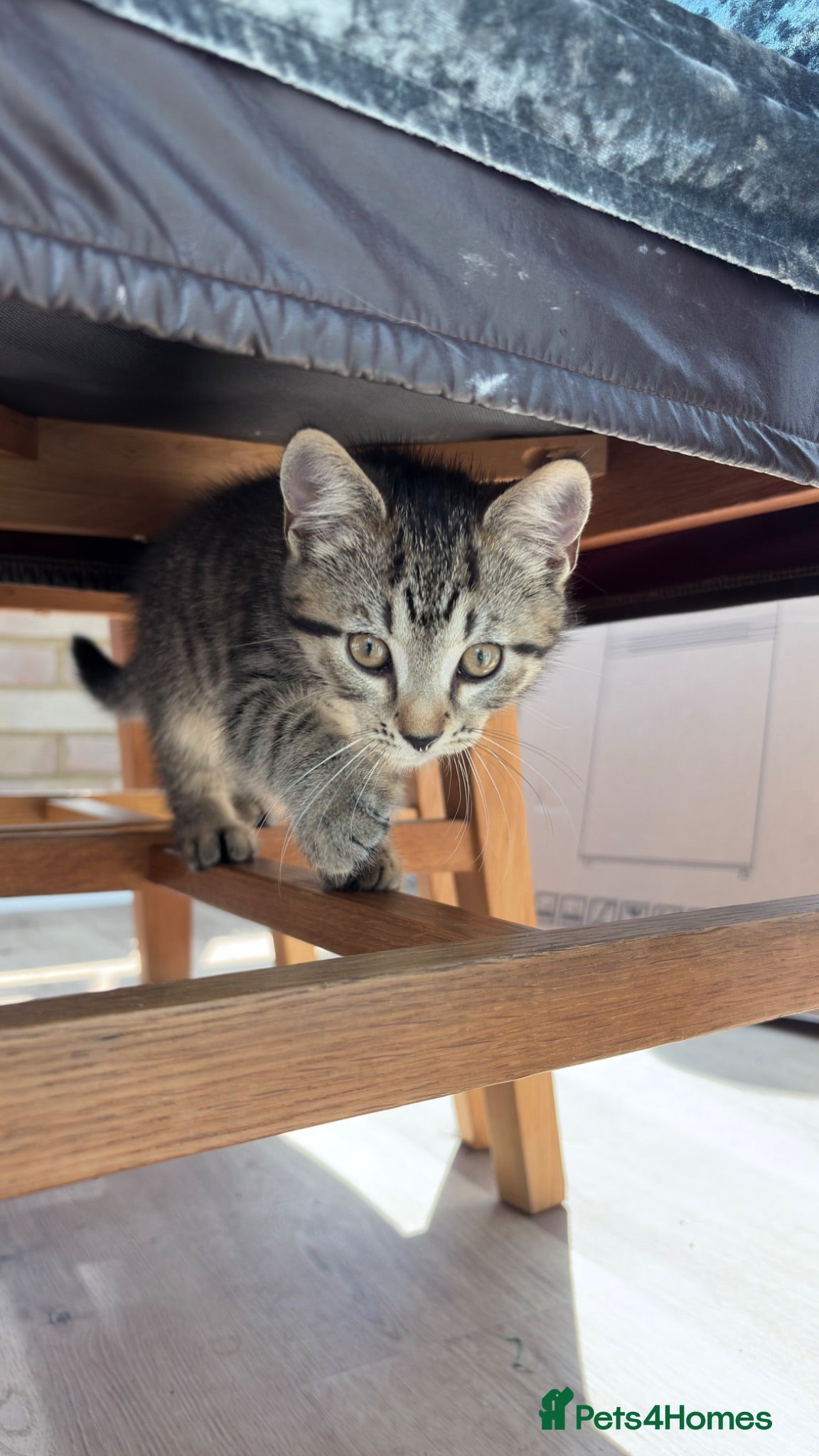 Mixed Breed cats Kitten for new home - Advert 7