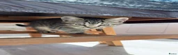 Mixed Breed cats for sale: Kitten for new home - Advert 1
