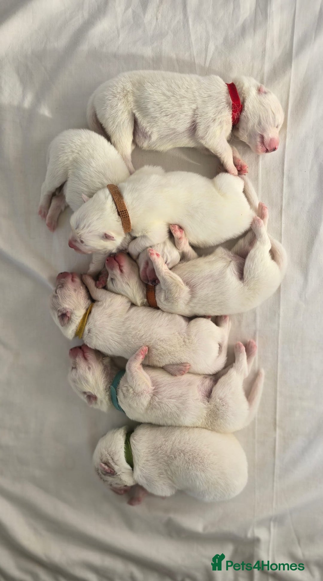 Samoyed dogs for stud: Purebred KC Registered SAMOYED Stud for Breeding  in Reading - Advert 28