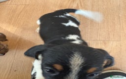 Dachshund dogs for sale: 5 dachshund x cavachon pups for sale  - Image 13