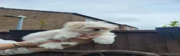 Maltese dogs for sale: Looking for Loved Homes 2 Boys Maltese  - Advert 6
