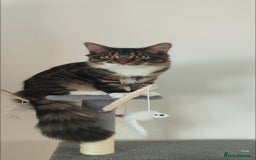 Mixed Breed cats for sale: Maine coon+BLR Cat - Image 3