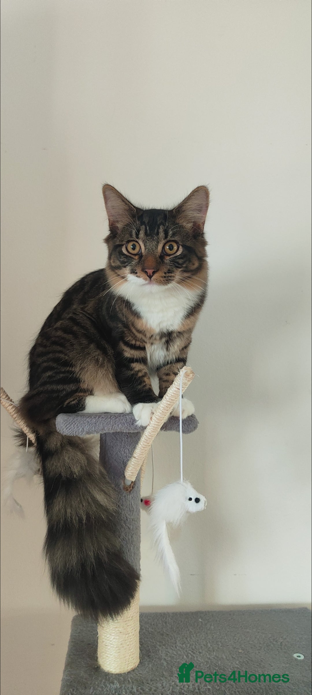 Mixed Breed cats for sale: Maine coon+BLR Cat - Image 3